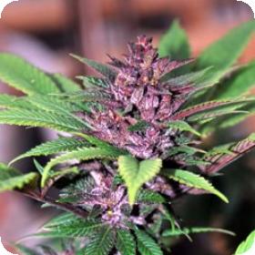 Pakistan Chitral Kush Feminised Seeds