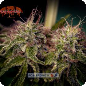 Caramel Ice Feminised Seeds