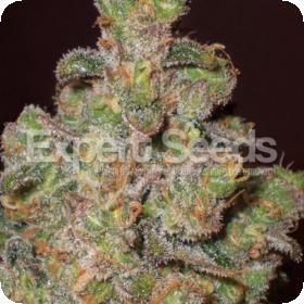 Cheese Feminised Cannabis Seeds Jpg