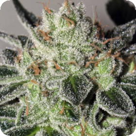 Cheese Cookies Feminised Seeds Cheese Cookies Feminised Seeds
