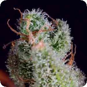 Cheese x SCBDX Feminised Seeds Cheese x SCBDX Feminised Seeds