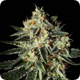 Cheese Feminised Seeds Cheese Feminised Seeds