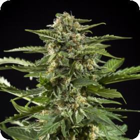 Cheesy Auto Feminised Seeds Cheesy Auto Feminised Seeds