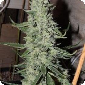 O.D.B (Old Dirty Biker) aka Cheesy Rider Feminised Seeds O.D.B (Old Dirty Biker) aka Cheesy Rider Feminised Seeds