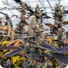 Chem Cookies Feminised Seeds Chem Cookies Feminised Seeds
