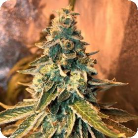 Chem OG Feminised Seeds