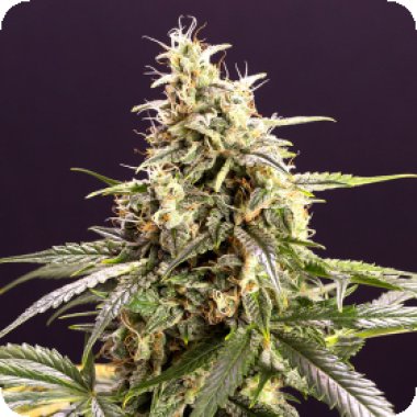 Chem Bomb Auto Flowering Cannabis Seeds 0