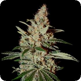 Chem Dog Feminised Seeds Chem Dog Feminised Seeds