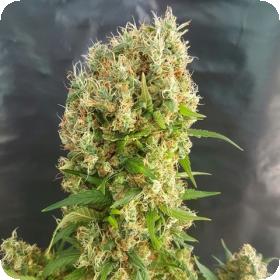 Chemdog Gorilla Feminised Seeds Chemdog Gorilla Feminised Seeds