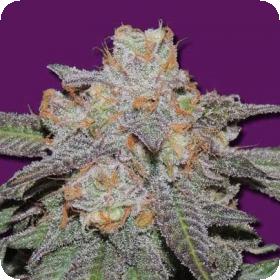 Cherry Bomb AUTO Feminised Seeds Cherry Bomb AUTO Feminised Seeds