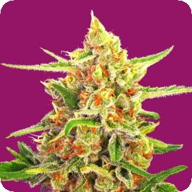 Cherry Bomb Feminised Seeds Cherry Bomb Feminised Seeds