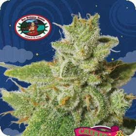Cherry Moon Pie Feminised Seeds Cherry Moon Pie Feminised Seeds