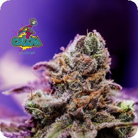 Chizpa by Zatu Feminised Seeds Chizpa by Zatu Feminised Seeds