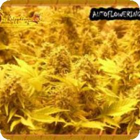Choc Auto Feminised Seeds Choc Auto Feminised Seeds