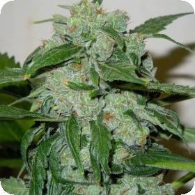 Chronic Ryder Auto Feminised Seeds Chronic Ryder Auto Feminised Seeds