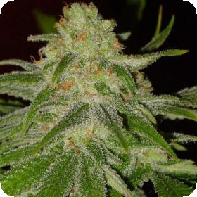 Cinderella 99 Feminised Cannabis Seeds