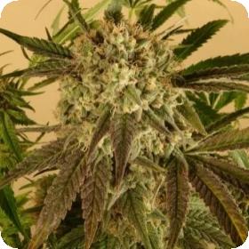 Cinderella 99 BX-1 - 10 Regular Seeds Cinderella 99 BX-1 - 10 Regular Seeds