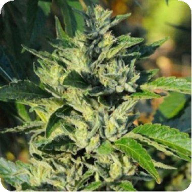 Cinnamon Buddha O G Feminised Cannabis Seeds 0