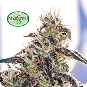 Claustrum Feminised Seeds Claustrum Feminised Seeds