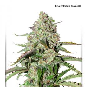 Colorado Cookies Auto Feminised Cannabis Seeds Jpg
