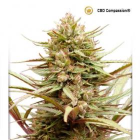 ComPassion CBD Feminised Seeds ComPassion CBD Feminised Seeds