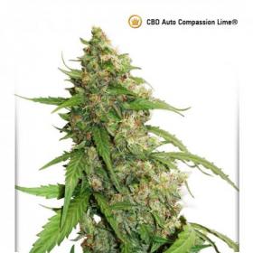 Compassion Lime CBD Auto Feminised Seeds Compassion Lime CBD Auto Feminised Seeds