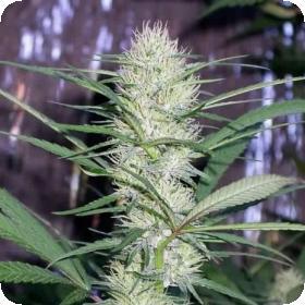 Congo Regular Seeds Congo Regular Seeds