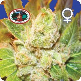 Cookies & Cream Cheese Feminised Seeds Cookies & Cream Cheese Feminised Seeds