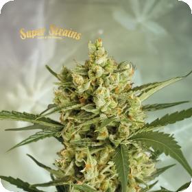 Crackers Feminised Seeds Crackers Feminised Seeds