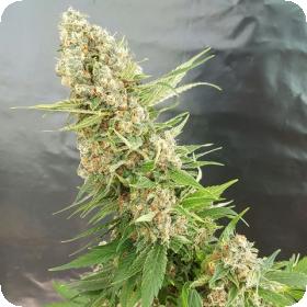 Critical Gorilla Feminised Cannabis Seeds Jpg