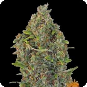 Critical Kush Auto Feminised Seeds