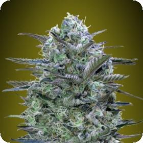 Critical Lemon Feminised Seeds Critical Lemon Feminised Seeds