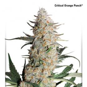 Critical Orange Punch Feminised Cannabis Seeds Dutch Passion 1