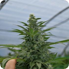 Critical Strawberry Banana Feminised Seeds Critical Strawberry Banana Feminised Seeds