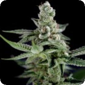 Crockett 039 S Haze Regular Cannabis Seeds Jpg