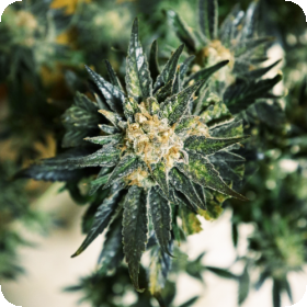 DC Kush Feminised Seeds DC Kush Feminised Seeds