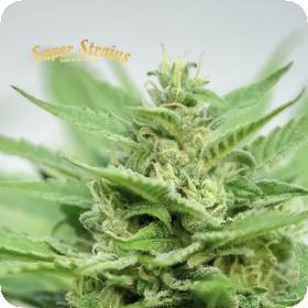 DFA Auto Feminised Seeds