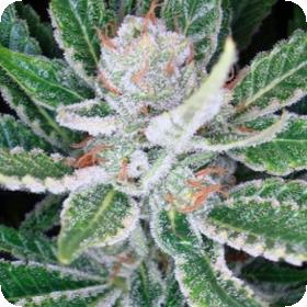 SleeStack Feminised Seeds