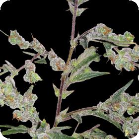 Dr Grinspoon Feminised Seeds Dr Grinspoon Feminised Seeds