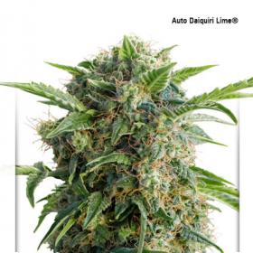 Daiquiri Lime Auto Feminised Seeds Daiquiri Lime Auto Feminised Seeds