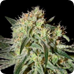 Damn Sour Feminised Seeds Damn Sour Feminised Seeds