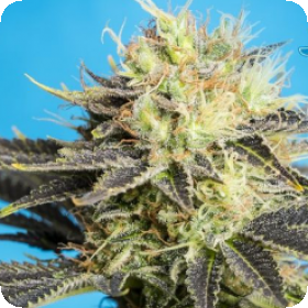Dandy Dance C B D Feminised Cannabis Seeds Jpg