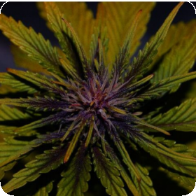 Dark Rose CBD Auto Feminised Seeds Dark Rose CBD Auto Feminised Seeds