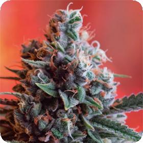 Dark Star Ak 49 Jpg