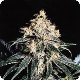 Devil Regular Seeds Devil Regular Seeds