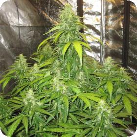Devotchka Auto Feminised Seeds Devotchka Auto Feminised Seeds
