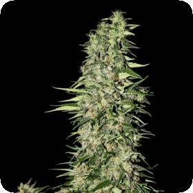 Diamond Girl Feminised Seeds Diamond Girl Feminised Seeds