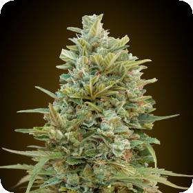 Do Si Dos Cookies Auto Feminised Cannabis Seeds