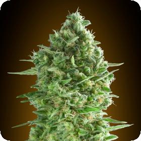 Do-Si-Dos Cookies Feminised Seeds Do-Si-Dos Cookies Feminised Seeds