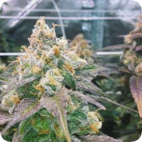 Dream Berry Feminised Seeds Dream Berry Feminised Seeds